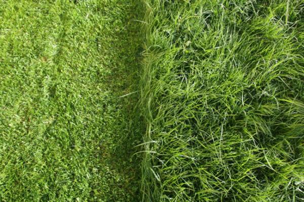 Is it okay to mow after a heavy rain?