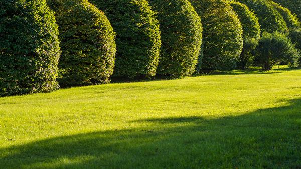 Maintenance Tips for Beautiful Shrubs & Hedges