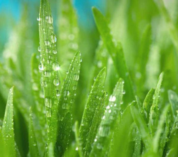 Your Quick Guide To Texas Turf Grass