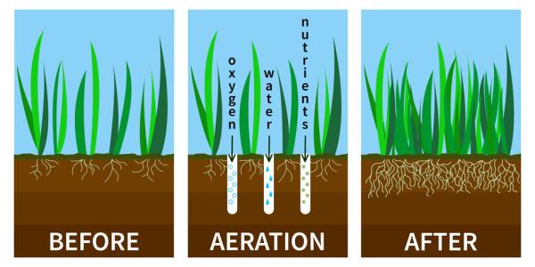 Why is Lawn Aeration So Important?