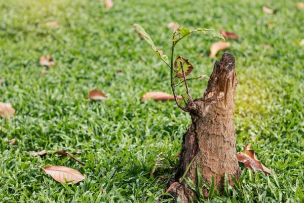 5 Ways To Take Care of Pesky Stumps In Your Yard
