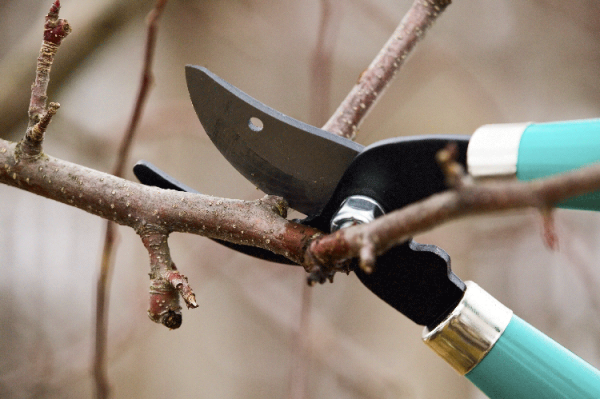 Time For A Trim! Here's What To Prune (And What Not To Prune) This Spring