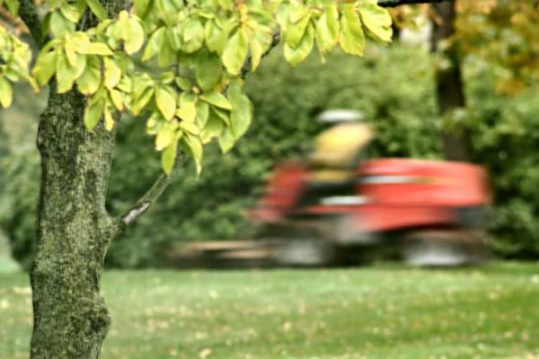 Here's What To Do If You Hit A Tree With Your Trimmer or Mower