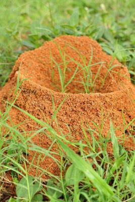 Texas Fire Ant Problems & Solutions