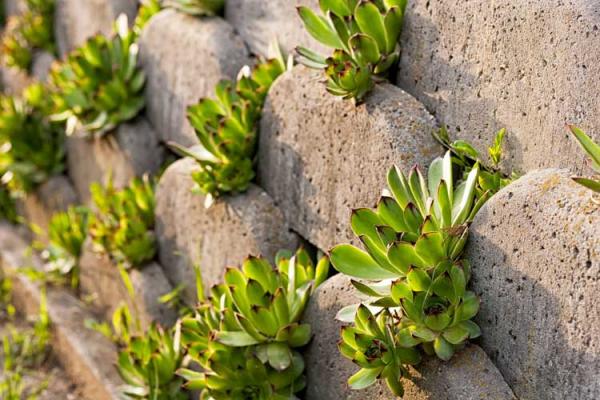 How To Get Started With Drought-Tolerant Xeriscaping In Texas