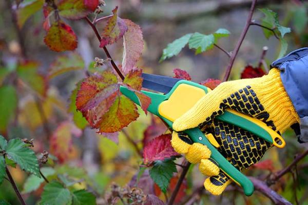 What's The Difference Between Pruning And Trimming Your Trees and Shrubs? And Why Should You Care?