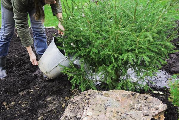 5 Tips to Get the Yard and Garden Ready for Texas Winter