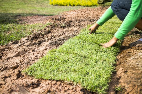 How to Help Your Texas Lawn Recover After a Hard Winter