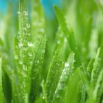 Your Quick Guide To Texas Turf Grass
