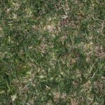 What's Wrong With My Lawn? How To Identify Common Texas Turf Grass Problems That Aren't Caused By Disease